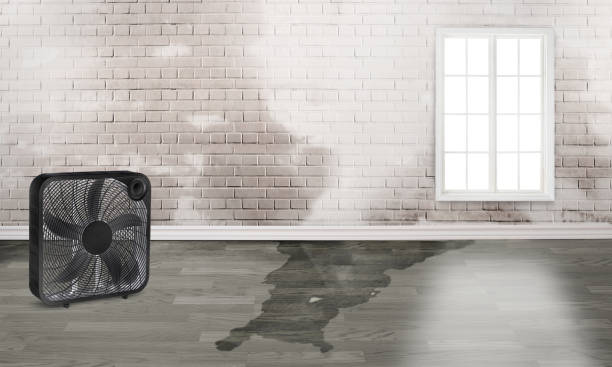 Best Professional water damage repair  in Sweetser, IN